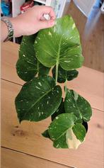 Monstera Thai constellation, Ophalen, Overige soorten, Minder dan 100 cm