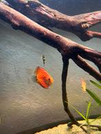 Juwel rio 350, Dieren en Toebehoren, Vis