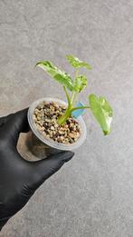 Alocasia Okinawa Silver, Ophalen of Verzenden, Halfschaduw, Minder dan 100 cm