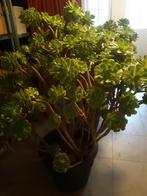 te koop Aeonium Arboreum, Volle zon, Minder dan 100 cm, Zomer, Overige soorten