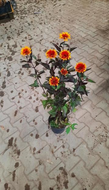 Heliopsis helianthoides 'Funky Spinner' (Zonneoog)🌿 beschikbaar voor biedingen