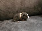 Us teddy zeugjes en beer, Dieren en Toebehoren, Knaagdieren, Cavia, Meerdere dieren, Tam, September