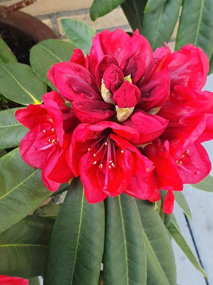 Rhododendron 'Nova Zembla' grote bladeren en bloemen(rood), Tuin en Terras, Planten | Tuinplanten, Vaste plant, Bodembedekkers