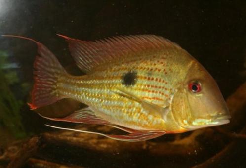 Zuid Amerikaanse Cichliden: Geopghagus abalios "Carreno" Wil, Dieren en Toebehoren, Vissen | Aquariumvissen, Zoetwatervis, Vis