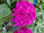 Laagblijvende rijkbloeiende boerenhortensia hortensia, Ophalen, Hortensia, Haag, Minder dan 100 cm