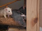 Rat laten dekken, Dieren en Toebehoren, Knaagdieren, Mei, Vrouwelijk, Rat