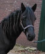 8 jarige C pony merrie, Merrie, Zadelmak, 3 tot 6 jaar