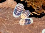 Cubaris "Jupiter" isopods pissebedden, Overige soorten