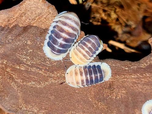 Cubaris "Jupiter" isopods pissebedden, Dieren en Toebehoren, Insecten en Spinnen, Overige soorten