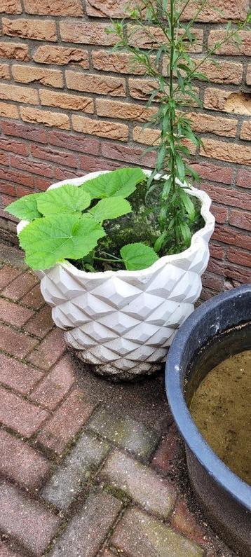 Beginnende Anna Paulowna plant/boom beschikbaar voor biedingen