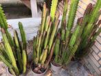 Cactus  Euphorbia 140cm  4 stuks, Tuin en Terras, Planten | Tuinplanten, Ophalen of Verzenden, Vaste plant, Overige soorten, Volle zon
