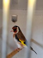 Majorputter man 2024, Dieren en Toebehoren, Mannelijk, Wildzangvogel, Geringd
