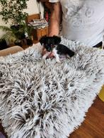 Raszuiver Mini Chihuahua puppy, langharig, tricolor,reutjes, Dieren en Toebehoren, Honden | Chihuahua's en Gezelschapshonden, België
