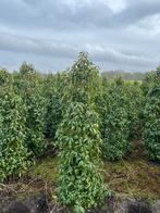 Portugese Laurier actie, Ophalen, Laurier, Haag, 100 tot 250 cm