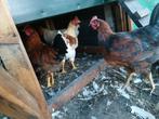 4 Barnevelder x leghorn hanen, Dieren en Toebehoren, Pluimvee, Mannelijk, Kip