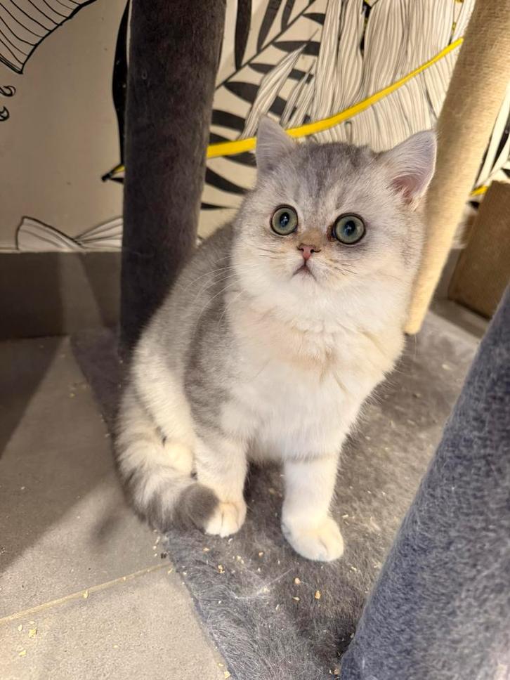 Kitten te koop zilverkleurige exotische met WCF stamboom, Dieren en Toebehoren, Katten en Kittens | Raskatten | Korthaar, Kater