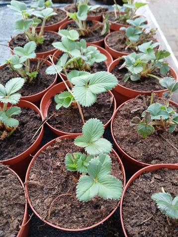 Aardbeien planten en groente planten  beschikbaar voor biedingen