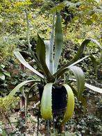 Mooie Agave Kamerplant in Pot, Huis en Inrichting, Kamerplanten, Vetplant, 100 tot 150 cm, Ophalen of Verzenden, In pot