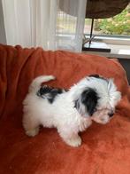 Vrolijke Boomer pup, Dieren en Toebehoren, Honden | Chihuahua's en Gezelschapshonden, 8 tot 15 weken, CDV (hondenziekte), Eén hond