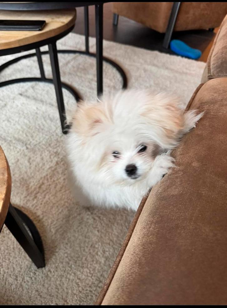 Pomeriaan pup mannetje, Dieren en Toebehoren, Honden | Chihuahua's en Gezelschapshonden, Reu, Overige rassen, Particulier, Eén hond