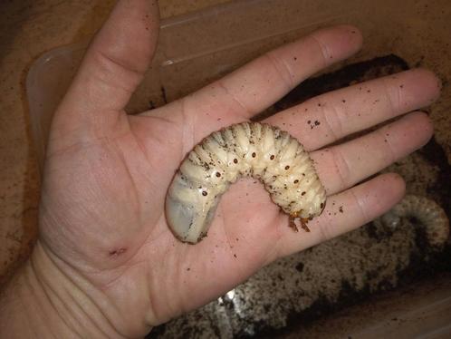 5 grote L3 MTU vrouwtjes larven, Dieren en Toebehoren, Insecten en Spinnen, Overige soorten