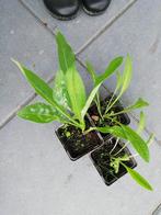 Beemdkroon, inheemse insectenplant, Tuin en Terras, Planten | Tuinplanten, Ophalen of Verzenden, Zomer, Volle zon