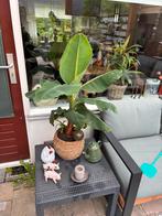 Bananenplant, Ophalen, Overige soorten, Halfschaduw, In pot
