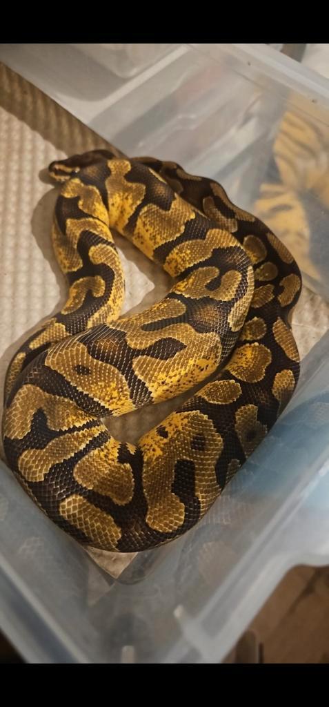 1.0 Enchi Yellowbelly het desert ghost, clown
