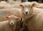 Raszuivere romney ooilammeren, Dieren en Toebehoren, Schapen, Geiten en Varkens