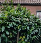Uitloper laurier prunus Zelf te stekken, Tuin en Terras, Planten | Bomen, Ophalen, Halfschaduw, Overige soorten