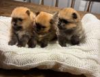 3 Schattige Pomerian reutjes, 27-11-2025 geboren, Dieren en Toebehoren, Honden | Poolhonden, Keeshonden en Oertypen, 8 tot 15 weken