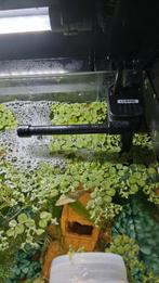 Gezocht pijpje compleet voor een spons pompje, Dieren en Toebehoren, Vissen | Aquariumvissen, Vis