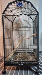 Koppel halsbandparkiet met kooi, Dieren en Toebehoren, Ophalen, Zo goed als nieuw, Metaal, Vogelkooi