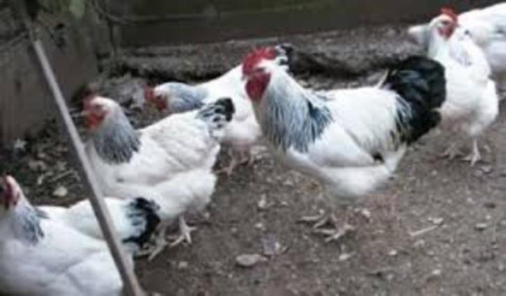 Sussex kippen......, Dieren en Toebehoren, Pluimvee, Kip, Vrouwelijk