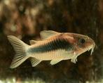 Bronzen Corrydora's, Vis, Zoetwatervis, Schoolvis