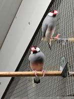 Stel rijstvogel, Dieren en Toebehoren, Meerdere dieren