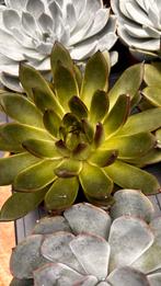 Echeveria Succulent - Prachtige Vetplant, Volle zon, Vaste plant, Zomer, Ophalen