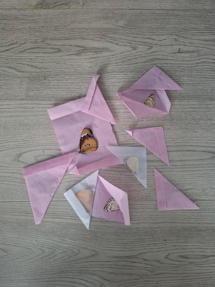 Taxidermie Vlinders - Ongeprepareerd, Verzamelen, Dierenverzamelingen, Nieuw, Opgezet dier, Insect, Ophalen of Verzenden