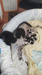 Koningspoedel pups, Overige rassen, 8 tot 15 weken, Meerdere, Meerdere dieren