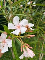 Oleander Diverse Kleuren - Alsace Emile Sahut, Overige soorten, Volle zon, Vaste plant, Ophalen of Verzenden