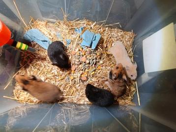 Goudhamster, verschillende mannetjes gbd 3.10.25 beschikbaar voor biedingen