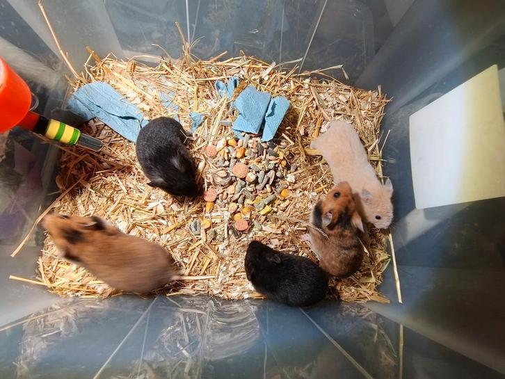 Goudhamster, verschillende mannetjes gbd 3.10.25, Dieren en Toebehoren, Knaagdieren, Mannelijk, Hamster, Oktober, Tam