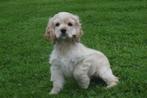 Amerikaanse cocker spaniel pups, België, Rabiës (hondsdolheid), 15 weken tot 1 jaar, Meerdere