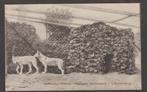 s,heerenberg  burgers dierenpark  met russische wolven, Verzamelen, Ansichtkaarten | Nederland, Verzenden, 1920 tot 1940, Ongelopen