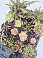 Vleesetende Planten, Huis en Inrichting, Kamerplanten, Ophalen of Verzenden, Overige soorten, Minder dan 100 cm