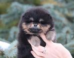 Pomeriaan | Pomeranian | Pup | FCI | Reutje | Dwergkees, Dieren en Toebehoren, Reu, 8 tot 15 weken, Buitenland, Eén hond