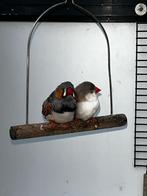 Zebravinken voor ruil/verkoop, Meerdere dieren, Tropenvogel