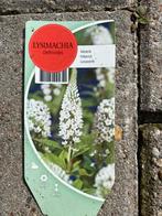 Vaste planten, Tuin en Terras, Planten | Tuinplanten, Ophalen, Zomer, Overige soorten, Volle zon
