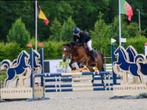 C-pony New Forest met Spring en Cross ervaring, Merrie, M, Springpony, C pony (1.27m tot 1.37m)