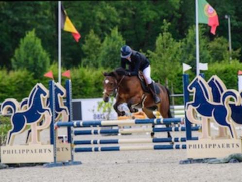 C-pony New Forest met Spring en Cross ervaring, Dieren en Toebehoren, Pony's, Merrie, M, C pony (1.27m tot 1.37m), Springpony